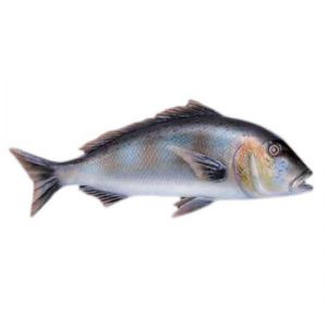 Omer Dentex Fish Exposure One Size
