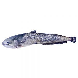 Gaby The Catfish Giant One Size Blue / White