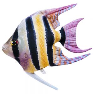 Gaby The Freshwater Angelfish One Size Multicolor