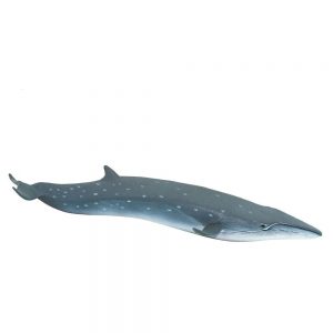 Safari Ltd Sei Whale From 3 years Grey