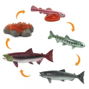 Safari Ltd Life Cycle Salmon From 3 years Multicolor