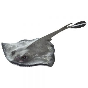 Safari Ltd Sting Ray From 3 years Grey