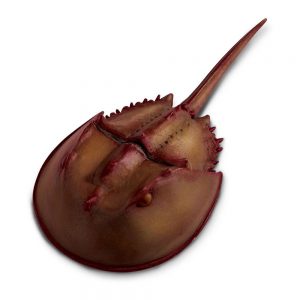 Safari Ltd Horseshoe Crab From 3 years Brown / Red