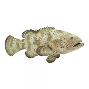 Safari Ltd Goliath Grouper From 3 years Beige