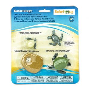 Safari Ltd Life Cycle Of A Green Sea Turtle From 3 years Multicolor